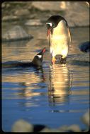 Image of Gentoo Penguin