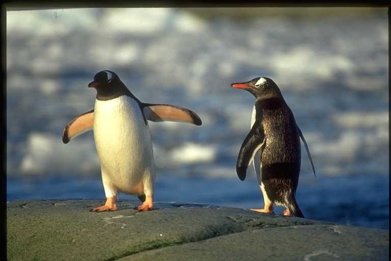 Image of Gentoo Penguin