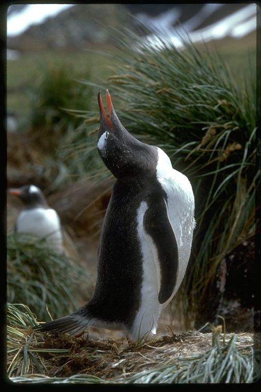 Image of Gentoo Penguin