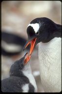 Image of Gentoo Penguin