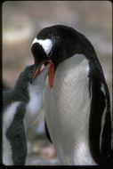 Image of Gentoo Penguin