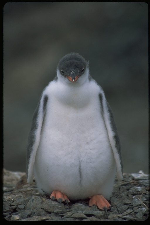 Image of Gentoo Penguin