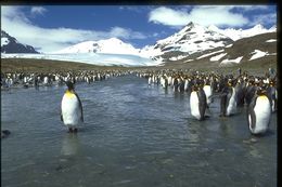 Image of King Penguin