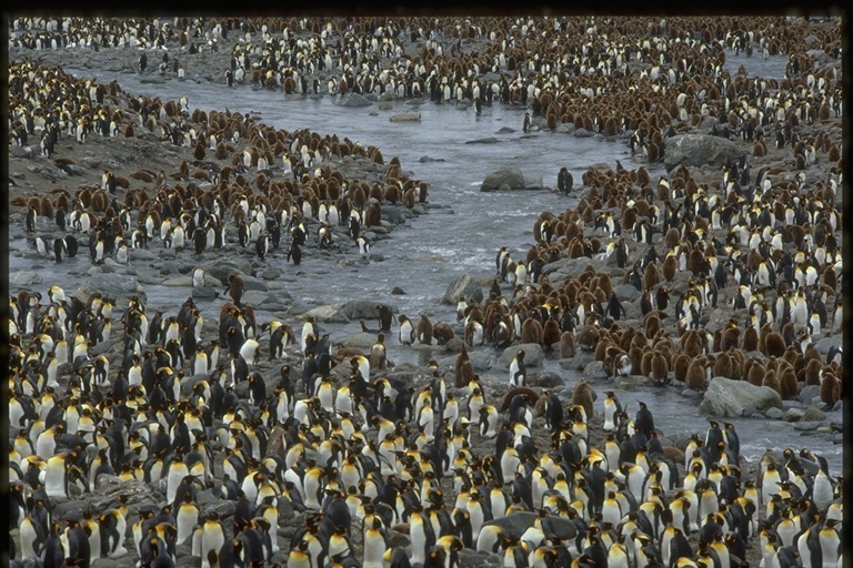 Image of King Penguin