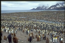 Image of King Penguin