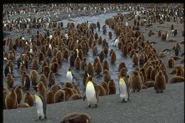 Image of King Penguin