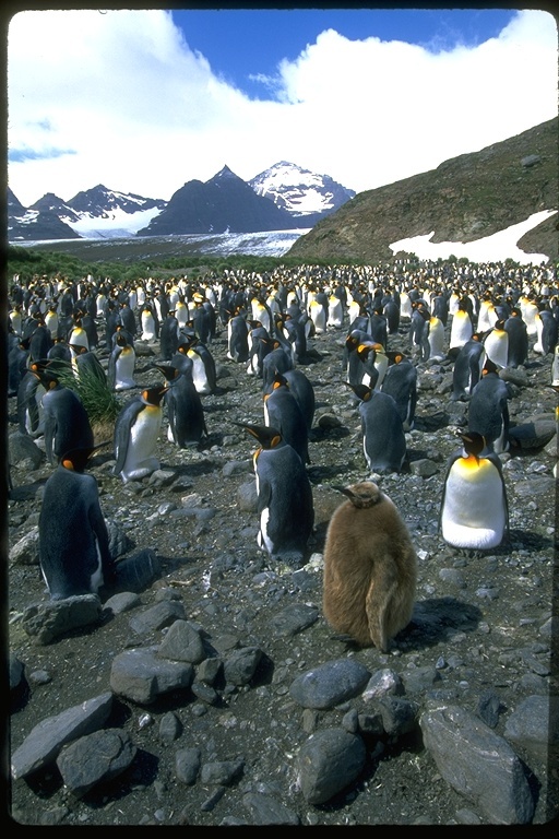 Image of King Penguin