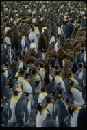 Image of King Penguin