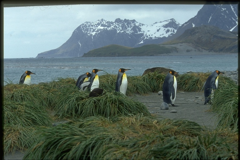 Image of King Penguin