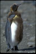 Image of King Penguin