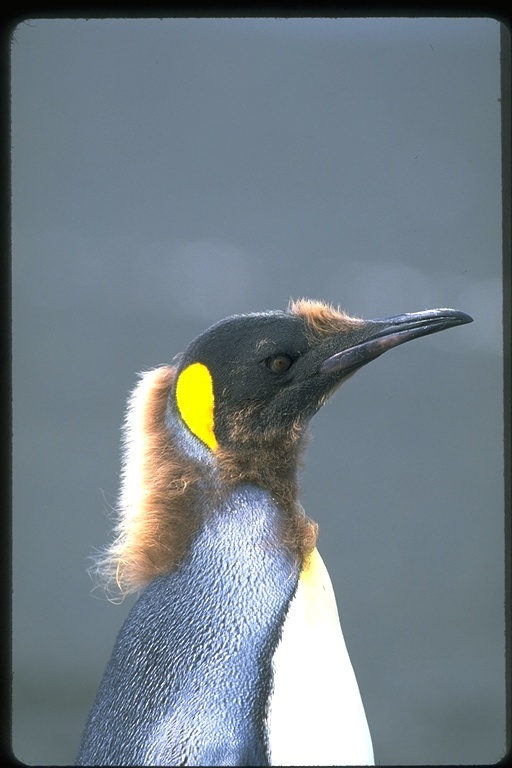 Image of King Penguin