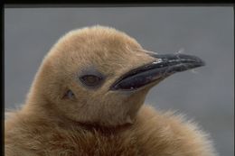 Image of King Penguin