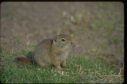 Image of Belding's ground squirrel