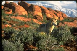 Image of gray wolf