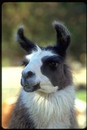 Image of llama