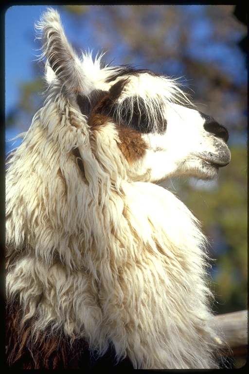 Image of llama