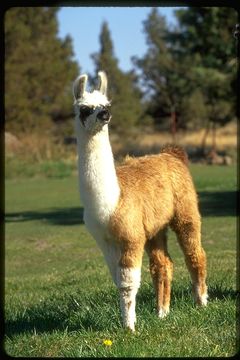 Image of llama