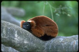 Image of Red Ruffed Lemur