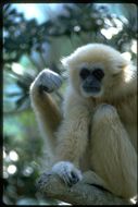 Image of White-handed Gibbon