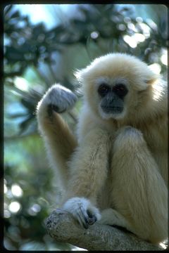 Image de Gibbon Lar