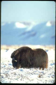 Image of Musk Ox