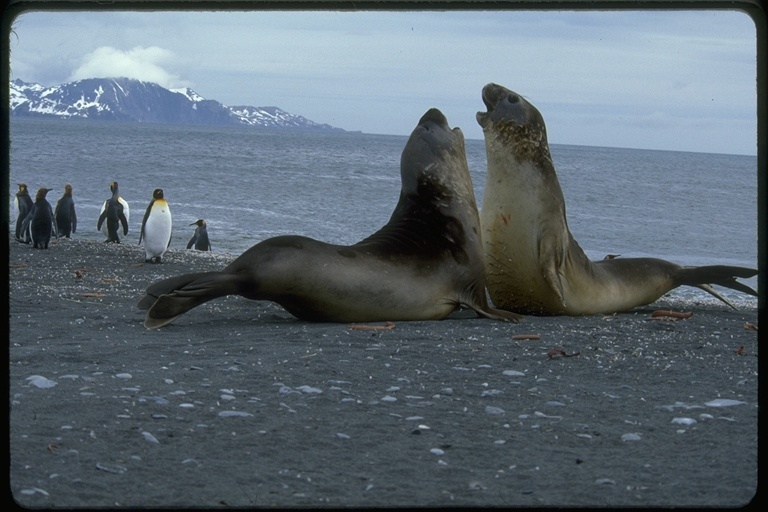 Image of South Atlantic Elephant-seal