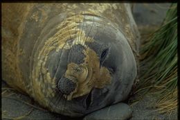 Image of South Atlantic Elephant-seal