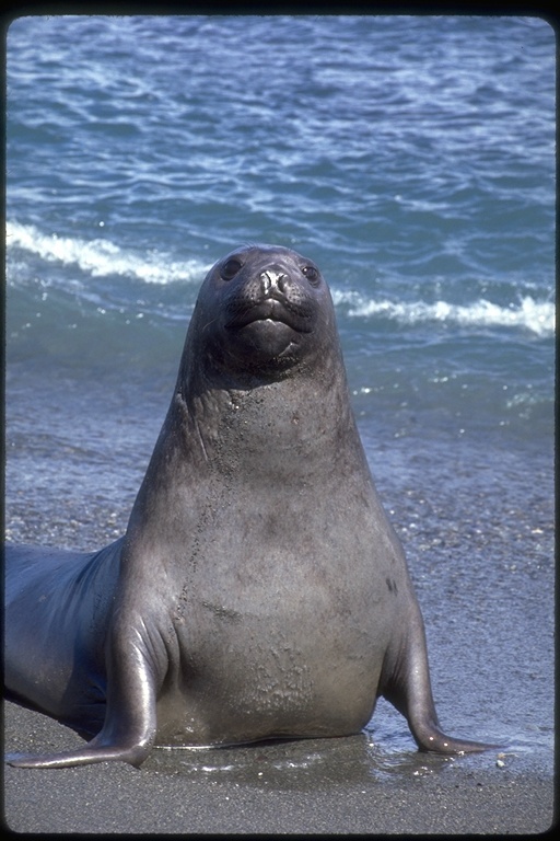 Image of South Atlantic Elephant-seal