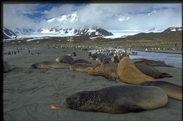 Image of South Atlantic Elephant-seal