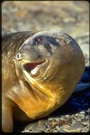 Image of South Atlantic Elephant-seal