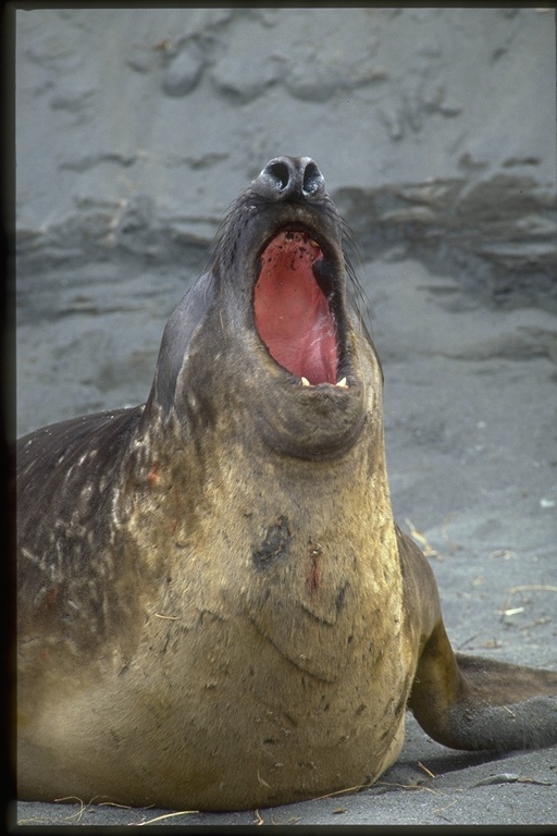 Image of South Atlantic Elephant-seal