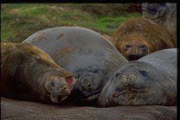 Image of South Atlantic Elephant-seal