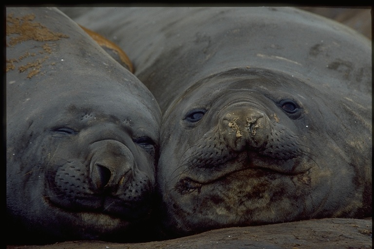 Image of South Atlantic Elephant-seal