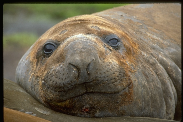 Image of South Atlantic Elephant-seal