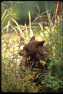 Image of American Black Bear