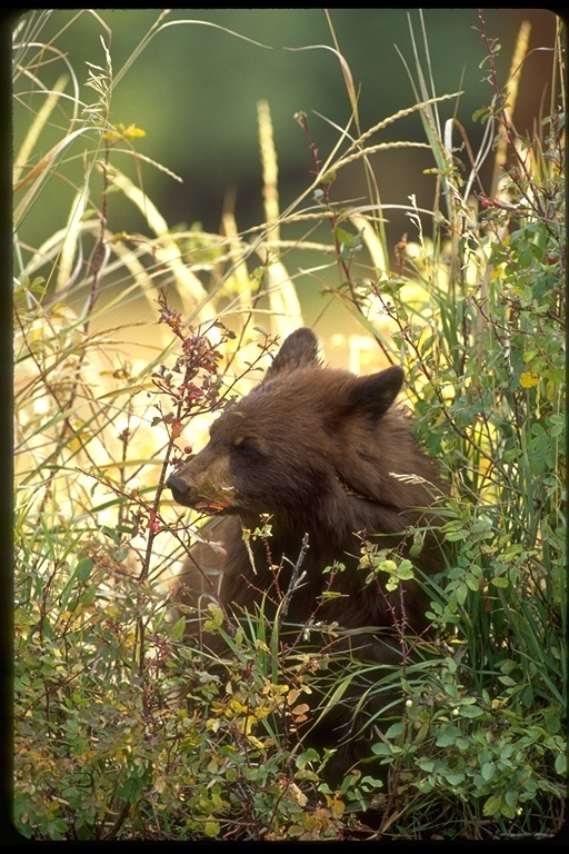 Image of American Black Bear