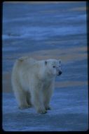 Image of polar bear