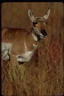 Image of pronghorn