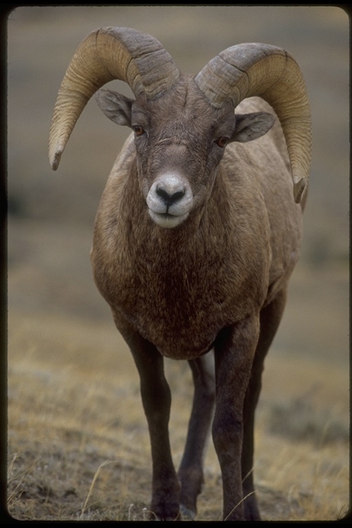 Image of bighorn sheep