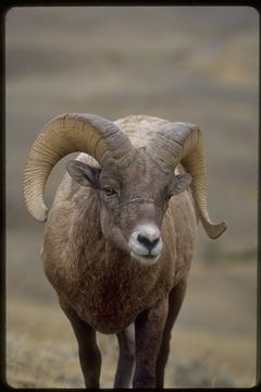 Image of bighorn sheep