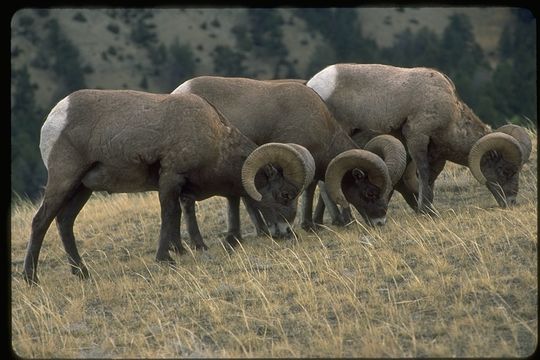 Image of bighorn sheep