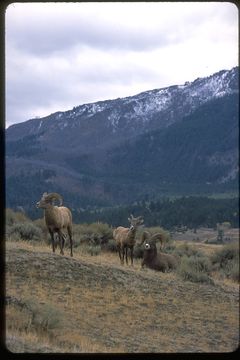 Image of bighorn sheep