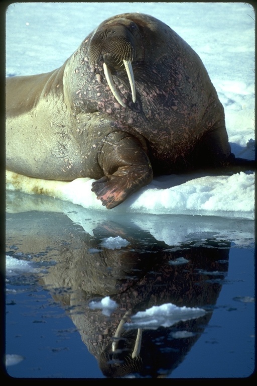 Sivun Odobenus rosmarus rosmarus (Linnaeus 1758) kuva