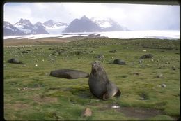 Image of Antarctic Fur Seal