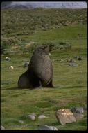 Image of Antarctic Fur Seal