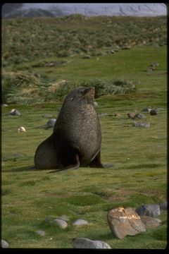 Image of Antarctic Fur Seal