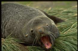 Image of Antarctic Fur Seal