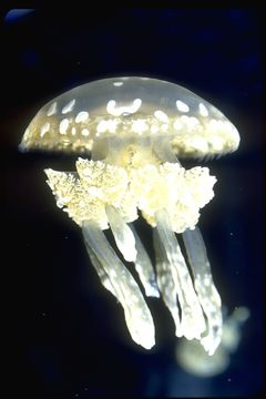 Image of Spotted jelly