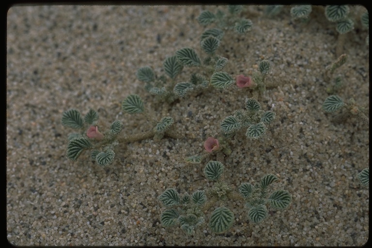 Tiquilia plicata (Torr.) A. Richards. resmi