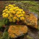 Image of Senecio littoralis Gaud.